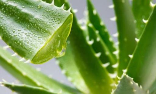蘆薈可以直接涂臉上嗎?蘆薈有哪些功效?