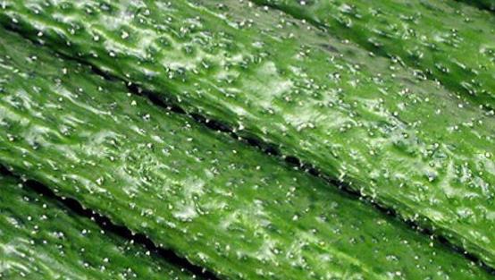 女性由于對著電腦屏幕皮膚會暗沉無光 這10種排毒食物要記住