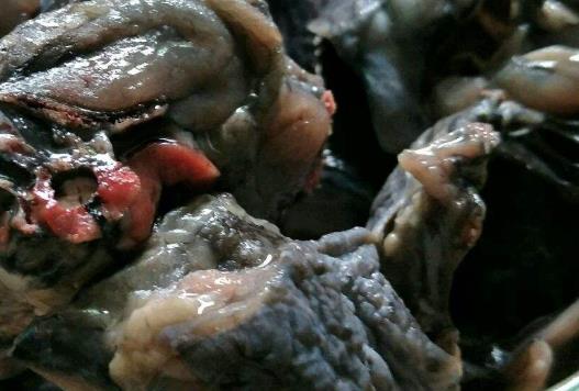 如何保養好自己很關鍵 4種補氣血食物不可少