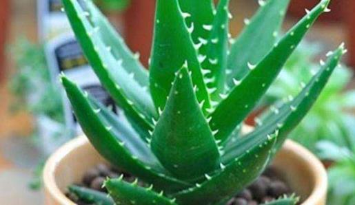 曬傷不再怕 巧用蘆薈來幫您