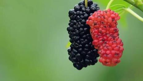 檸檬的功效 幫你美白抗衰老