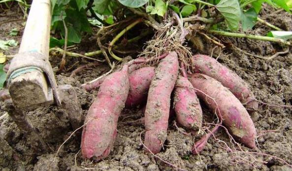 讓女人美顏的燕窩羹 燕窩羹對(duì)養(yǎng)膚有影響