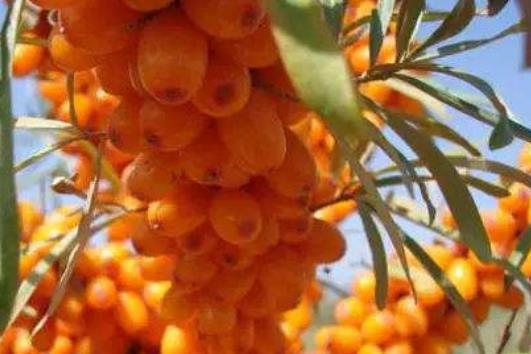 養膚美白水果 我們可以靠吃水果來美白