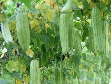 吃什么食物減肥瘦得快?最全健康飲食食譜及減肥方法-苦瓜減肥瘦身法