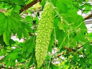 經期減肥高峰期食譜:涼瓜滾肉片的做法