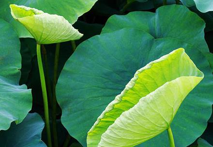 荷葉真的有減肥功效嗎 桑葉茶喝了能減肥嗎