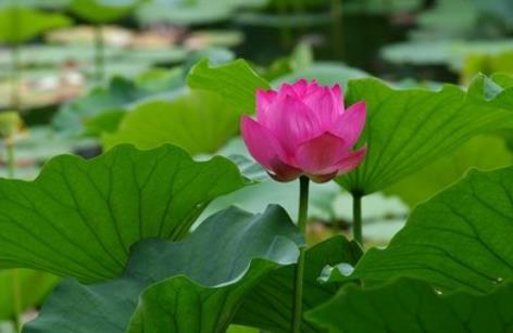 荷葉真的有減肥功效嗎 桑葉茶喝了能減肥嗎