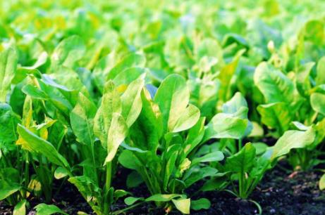 夏季飲食減肥法大全 酸奶雞蛋菠菜冬瓜減肥法