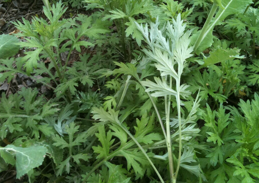 艾草如何驅(qū)蚊?艾草驅(qū)蚊的注意事項(xiàng)