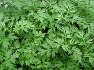 艾蒿過敏癥狀有哪些?艾蒿過敏怎么治療