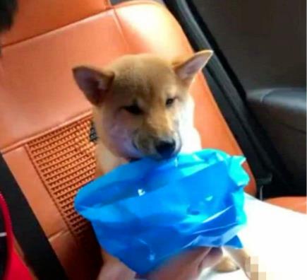 人為什么會暈車?暈動病的原因及癥狀,預防暈車的6個小妙招