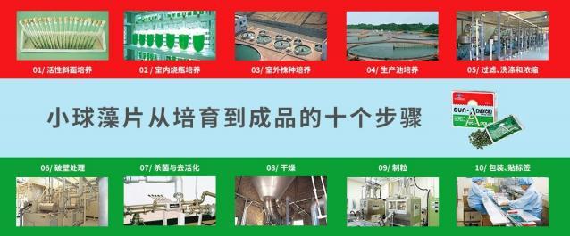 小球藻,自然恩賜的可食用綠寶石