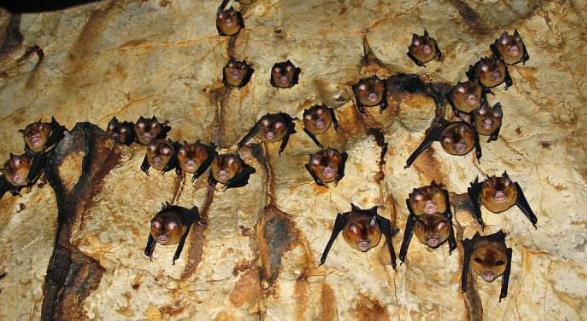 蝙蝠會咬人嗎?被蝙蝠咬了會怎么樣(被蝙蝠咬了急救知識)