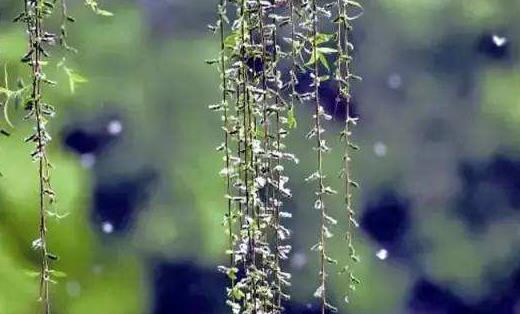 飛絮有哪些危害?如何預防飛絮過敏?