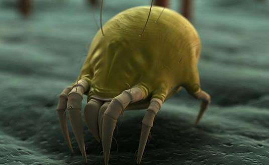 螨蟲過敏有哪些癥狀?螨蟲過敏有哪些危害?