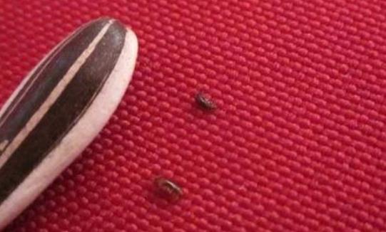 家里有跳蚤怎么辦?身上抹什么跳蚤不會咬?