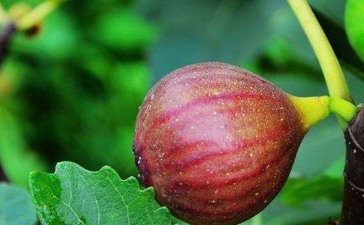 吃無花果有什么壞處?無花果的功效有哪些?