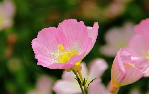 月見草有哪些副作用?月見草的功效有哪些?