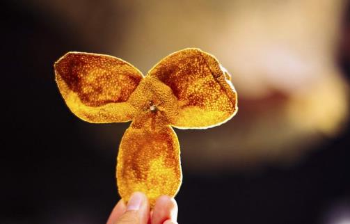 陳皮泡水喝需要注意什么?陳皮的作用有哪些?