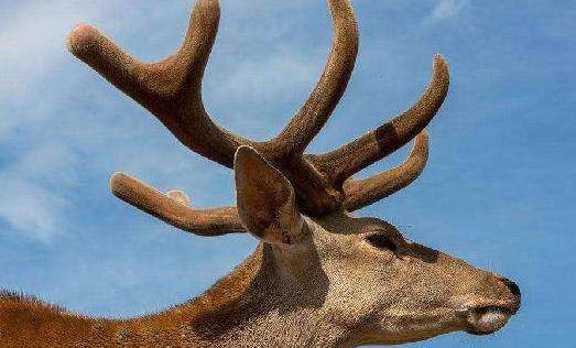 鹿茸是指的什么?鹿茸的分類有哪些?