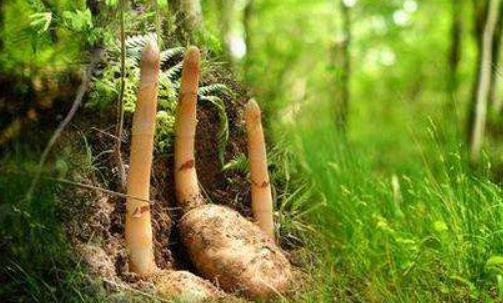 天麻適用于所有人嗎?天麻的功效有哪些?