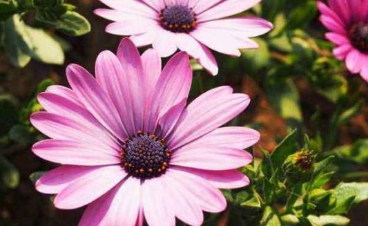 什么是白帶?白帶增多的原因有哪些?