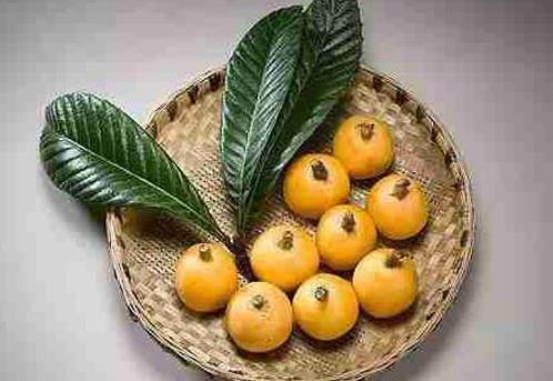 枇杷葉熬水止咳的原理是什么?喝枇杷葉水咳嗽加重怎么辦?