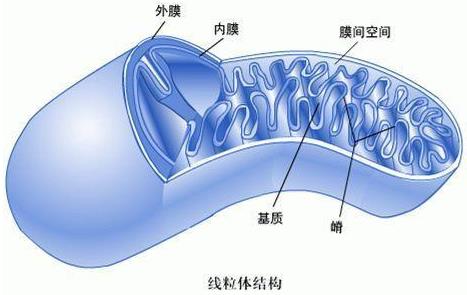 為什么會出現弱精癥?他弱精吃fertimale二個月后,好了