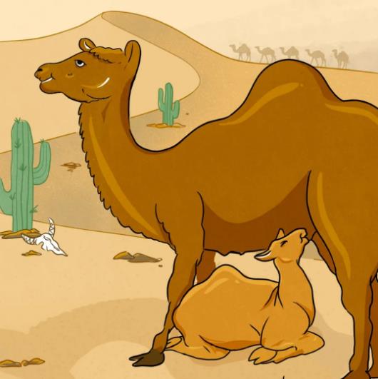 繼水牛奶后,駱駝奶也來了,它有什么特別之處?