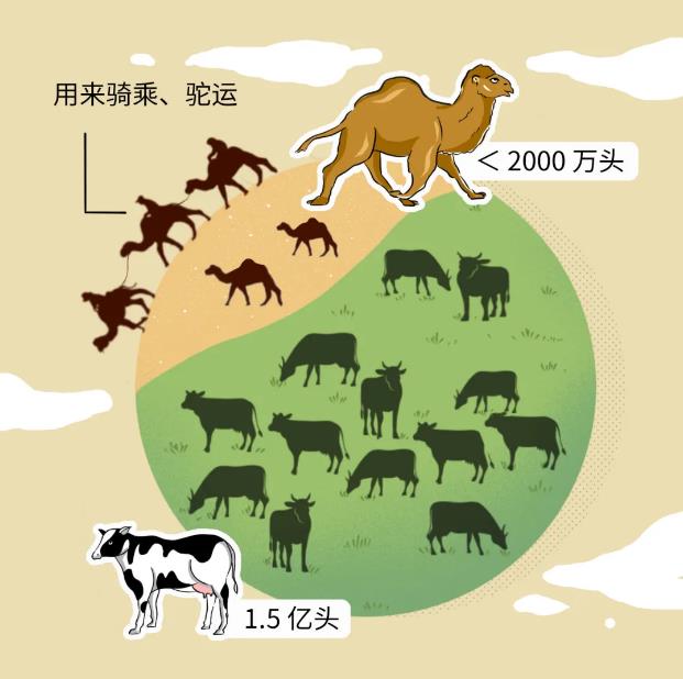 繼水牛奶后,駱駝奶也來了,它有什么特別之處?