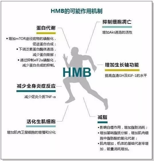 十年磨一劍,HMB不改初心守護(hù)老年人肌肉健康