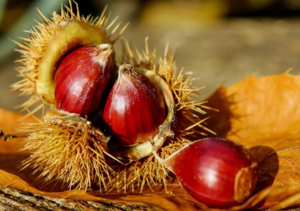 孕婦吃板栗有哪些功效和作用有哪些?板栗可以多吃嗎?