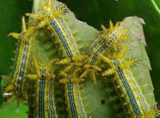 被洋辣子蟄了幾天能好?被洋辣子蟄后怎么止疼?