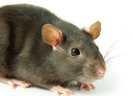 被老鼠咬了不打針有事嗎?被耗子咬出血了會死嗎?