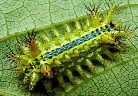 被洋辣子蟄了幾天能好?被洋辣子蟄后怎么止疼?