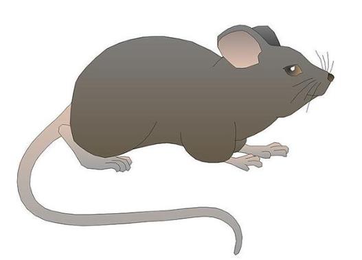 被老鼠咬了不打針有事嗎?被耗子咬出血了會死嗎?