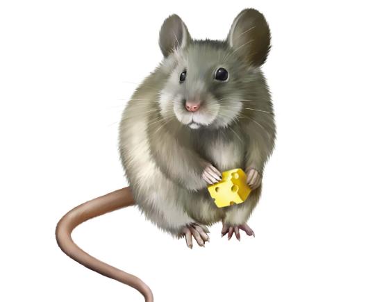 被老鼠咬了不打針有事嗎?被耗子咬出血了會死嗎?