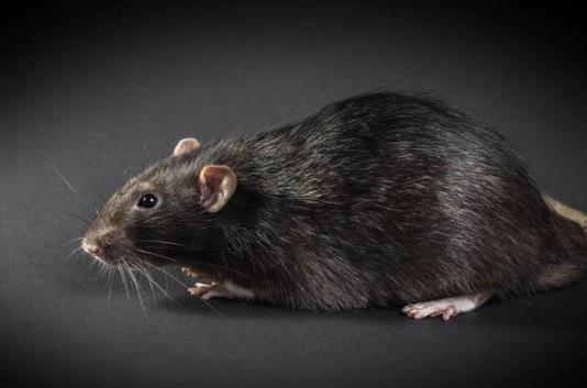 被老鼠咬了3天還能不能打疫苗?被耗子咬出血了該怎么辦?