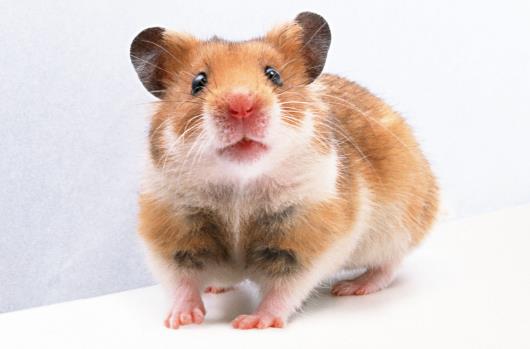 被老鼠咬了3天還能不能打疫苗?被耗子咬出血了該怎么辦?