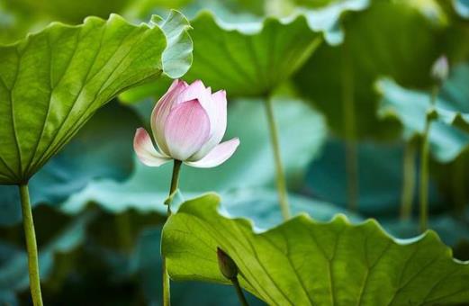 ?三伏天坐月子一定要穿長袖長褲嗎 三伏天吃冰的真的很影響身體嗎