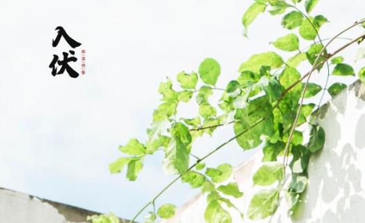 三伏天吃什么去濕氣 三伏天如何去除濕氣