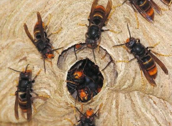 被馬蜂蟄了手越來越腫了特別癢怎么辦?被馬蜂蟄了涂什么管用最有效