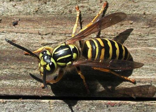 被馬蜂蟄了一陣一陣的刺痛多久消失?馬蜂蟄了幾個小時沒事算安全