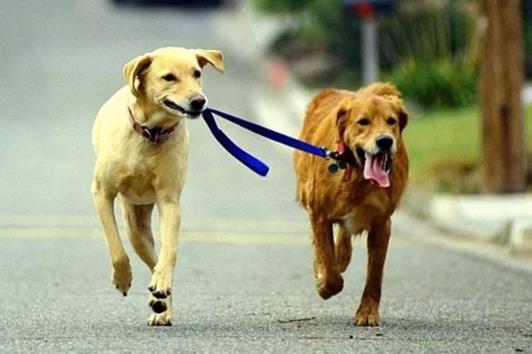 狗抓傷沒出血但有點劃痕要打針嗎?狗咬了不想打針要怎么處理傷口