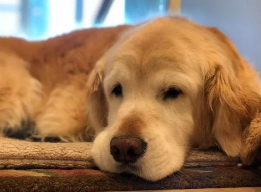 狗咬到什么程度需要打針?狗咬人20天后仍健康是不是就沒事了