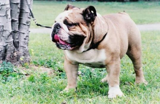 在什么條件下才會感染狂犬病?狗狗爪子劃了輕微紅了沒破皮要緊嗎