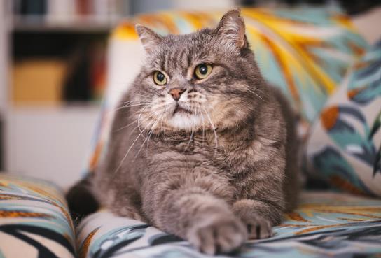 被2個月小奶貓抓破皮了要打針嗎?被小貓抓了出血不打疫苗可以嗎