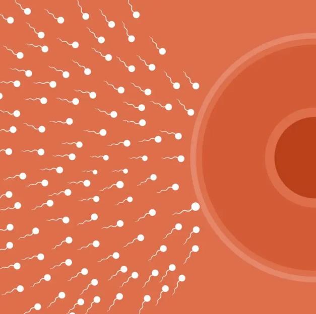 男性多種維生素,為什么是男人備孕的“加油站”?