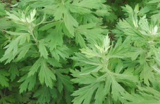 白蒿的藥用價(jià)值有哪些?白蒿能治黃疸嗎?