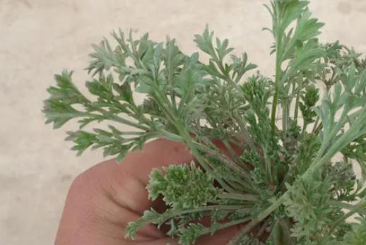 白蒿的藥用價(jià)值有哪些?白蒿能治黃疸嗎?